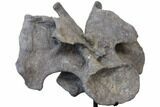 Massive, Apatosaurus Cervical Vertebra On Stand - Colorado #109178-10